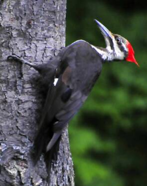 Pileated Woodpecker